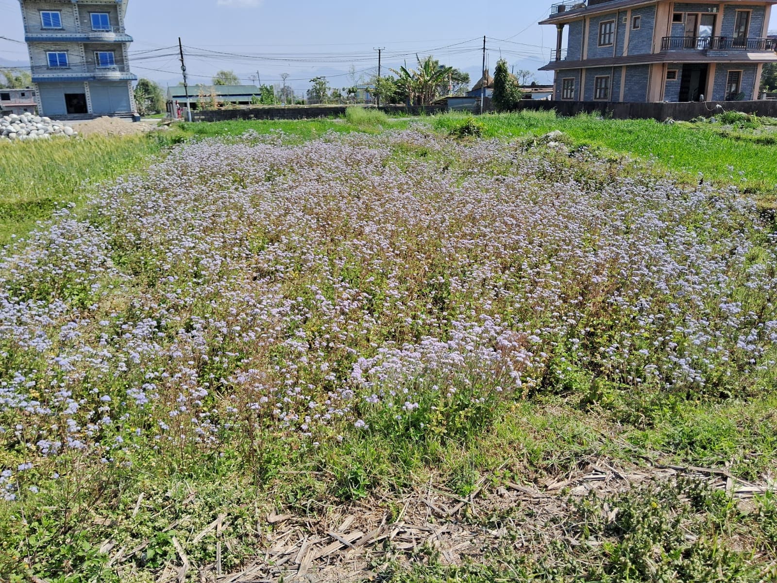 Land for sale in Rithepani Golpatan
