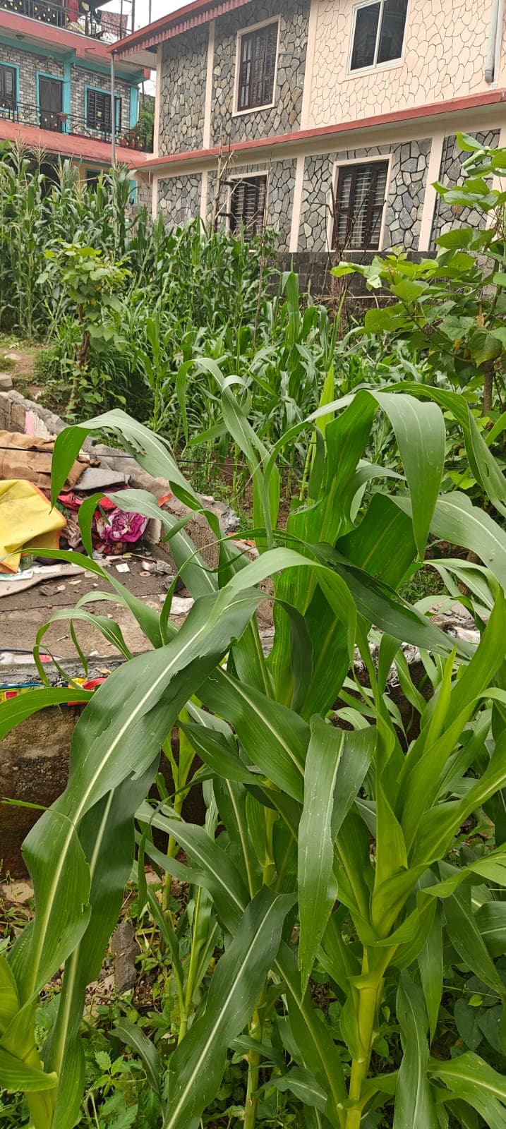 Land for sale in Parsyang