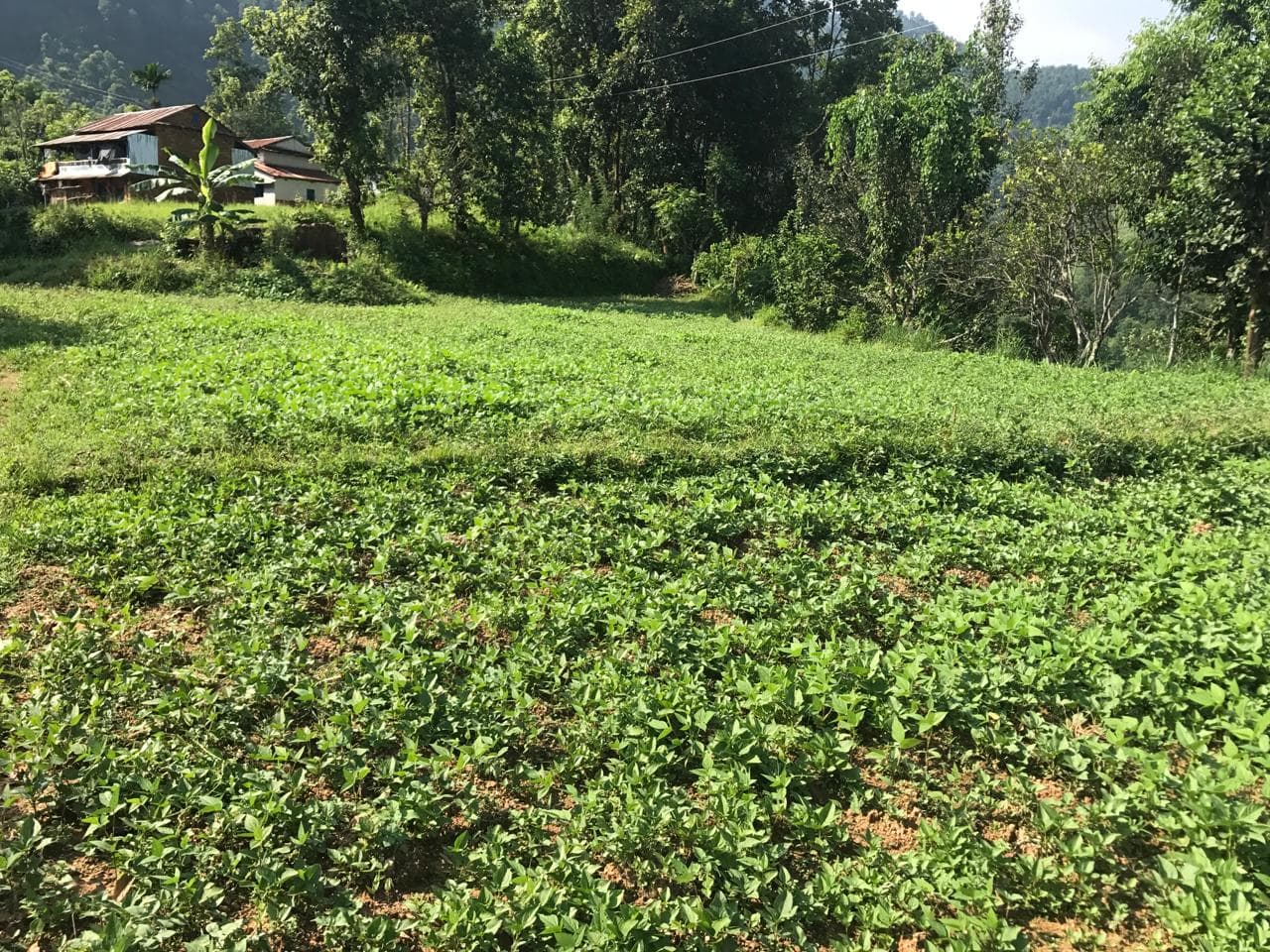 Land for sale in Dulegauda