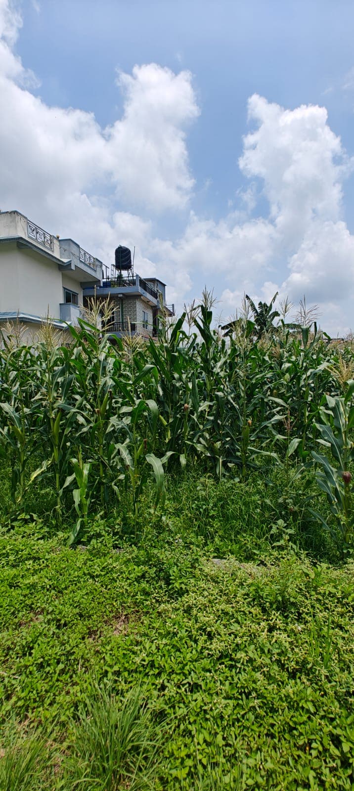 Land for sale in Sishuwa 