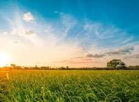 Land for sale in Dulegauda