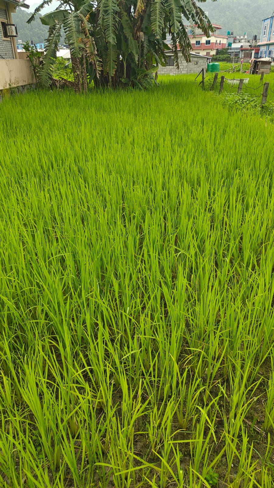 Land for sale in Duikulo Muhan