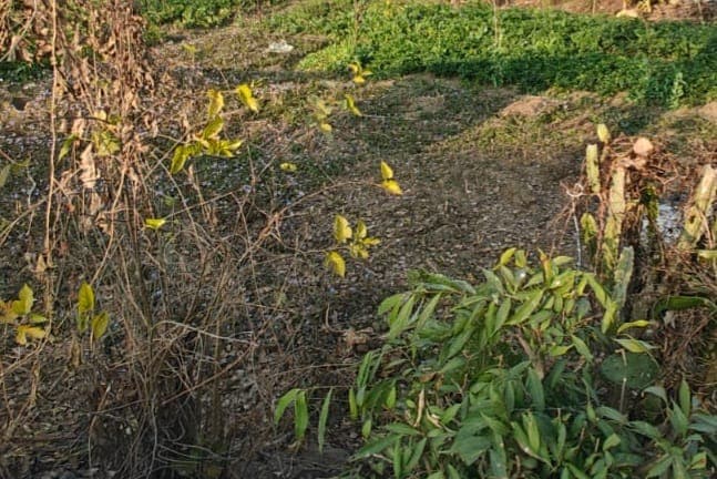 Land for sale in Gharipatan