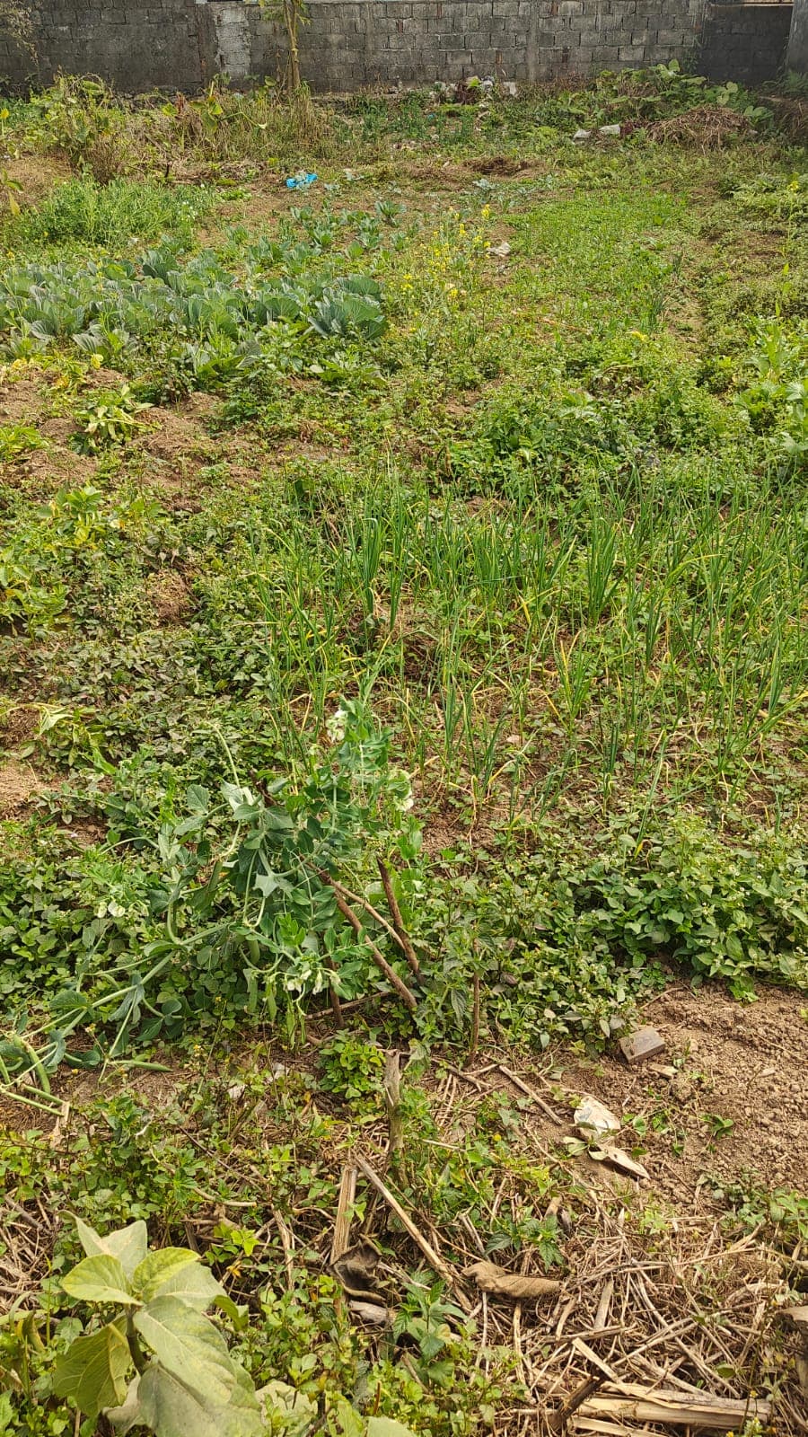 Land for sale in lakeside