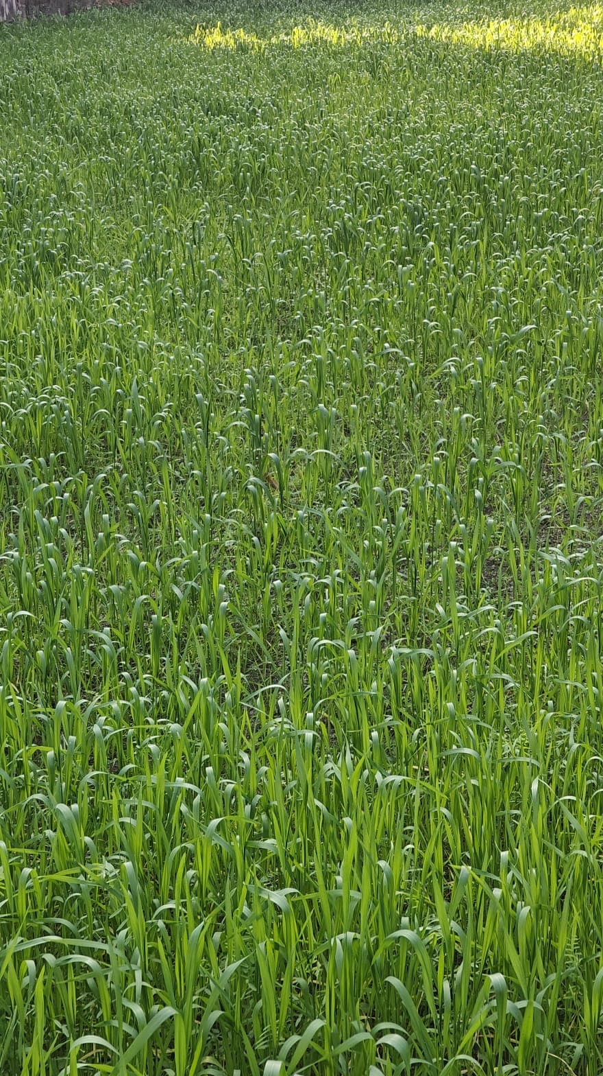 Land for sale in Chauthe